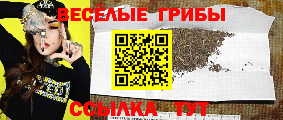 Амурск  Псилоцибиновые грибы GOLDEN TEACHER  Вход с VPN  Псилоцибиновые грибы GOLDEN TEACHER 